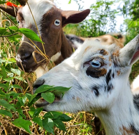 Goats